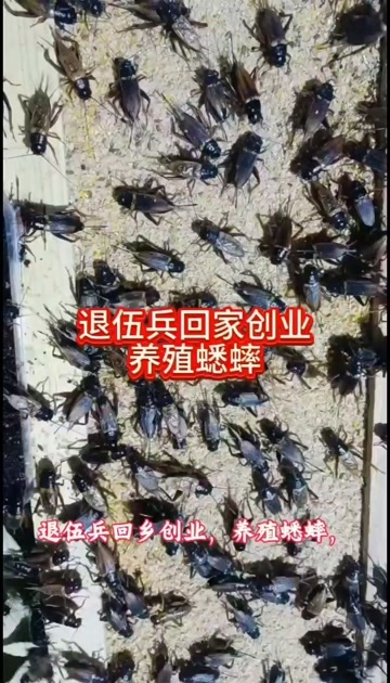 蟋蟀养殖