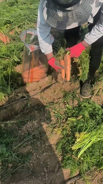 菏泽三红萝卜