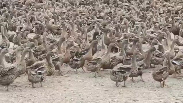 兰考县金锭