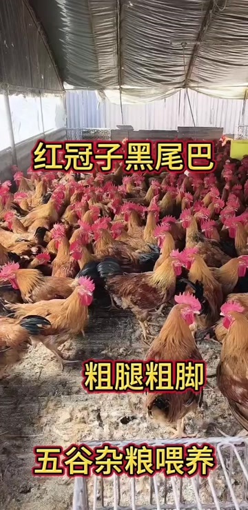 菏泽大红公鸡，粗腿粗脚，能涨到十多斤，纯粮食喂养，肉质鲜美可口。