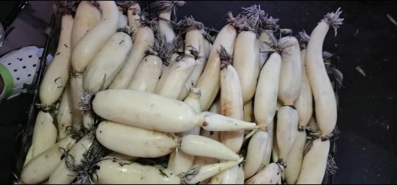 洪湖莲藕，洪湖粉藕，新藕，水果藕，藕头，带牙，可以做真空包。