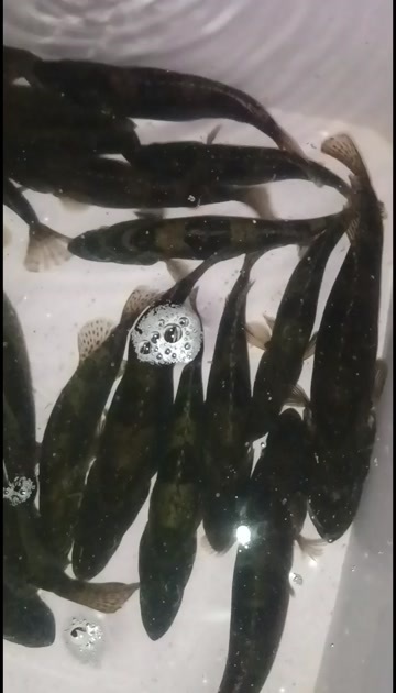 耒阳市新鲜桂鱼大眼鳜 湖南衡阳产地直发 当日捕捞现售