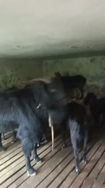 遵义散养黑山羊