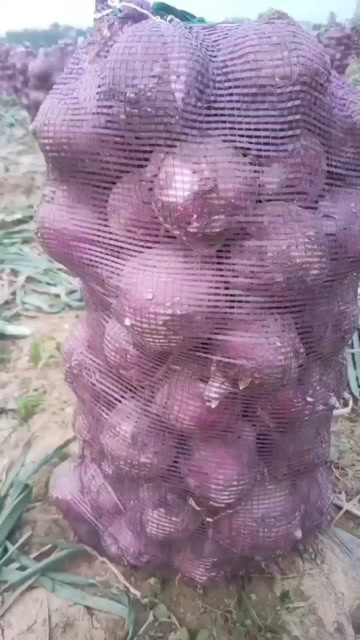 周口洋葱大量有货