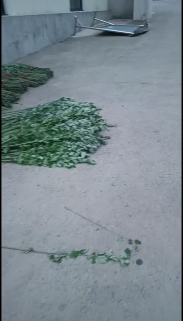端午将至大量新鲜艾草上市