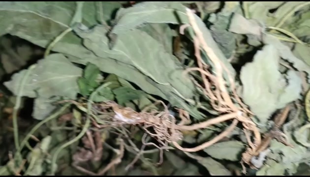 青州市紫花地丁