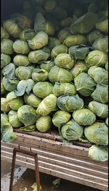 威宁县包包菜，大白菜