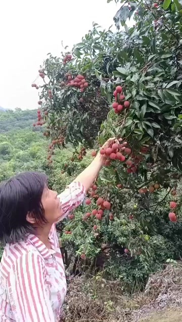 高州市高州市根子镇白糖罂、妃子笑荔枝