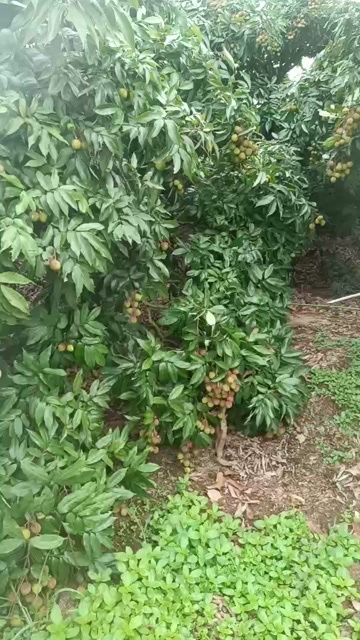 廉江市廉江良垌荔枝妃子笑