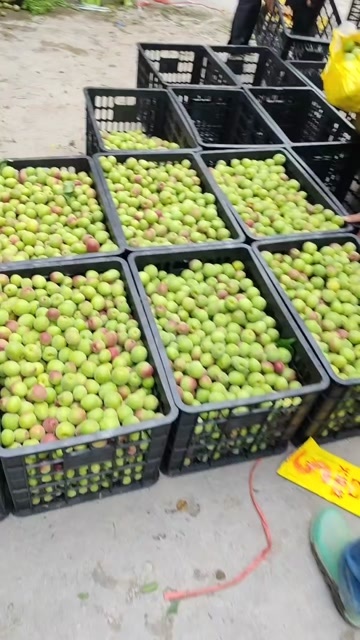 马边县乌梅，良种青梅