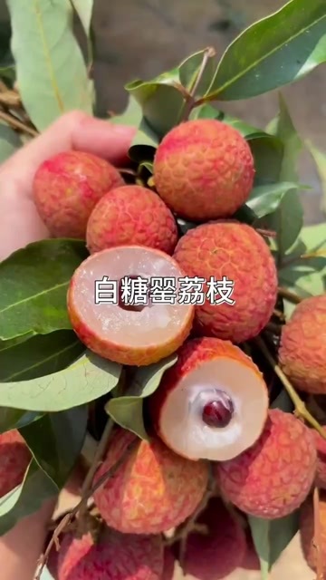 雷州市雷州龙门镇白糖罂荔枝批发