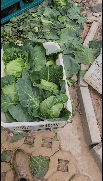 中宁县中甘15