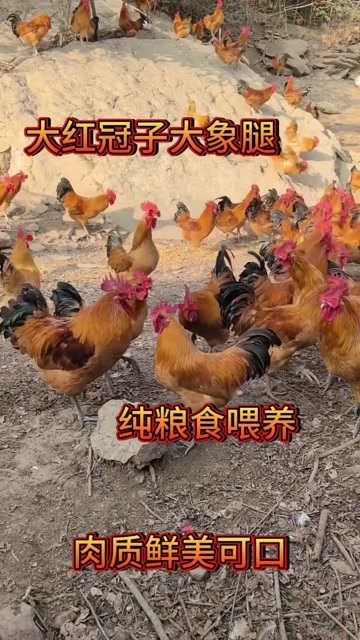 菏泽大红公鸡，大红冠子，大象腿水桶腰，养殖，纯粮是喂养。￼