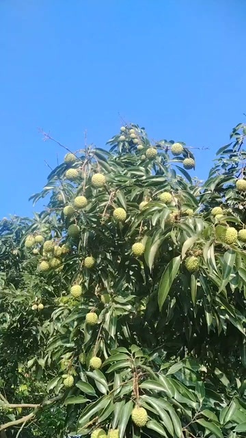 高州市自家果园桂味香甜可口