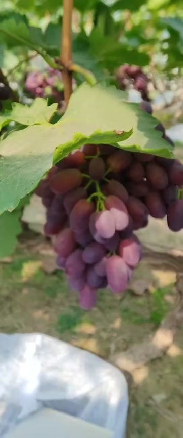 聊城山东红提大量上市中，品种齐全，支持各种规格包装