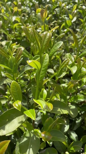 头春闽红工夫金牡丹红茶一级高山花果香醇厚高香散装支持定制代发