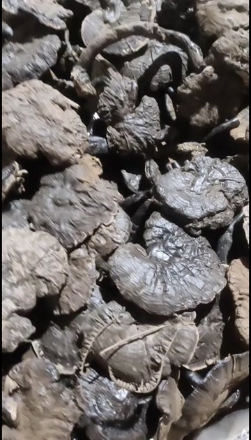 寻乌县长脚林下