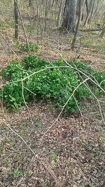 野生寒葱