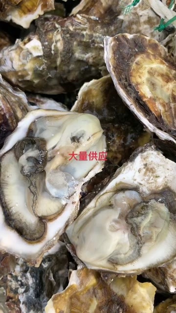 荣成市生蚝
