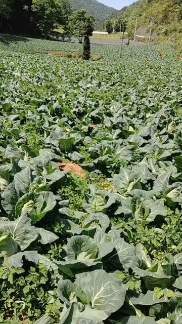 利川市恩施新鲜牛心甘蓝 包菜现摘直发 湖北高山蔬菜