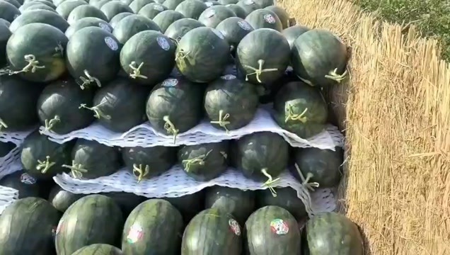 蒲城县陕西蒲城西瓜大量上市中