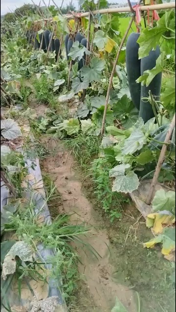 南宁黑皮冬瓜 广西壮族自治区南宁市8-18斤 吊冬瓜