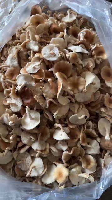 昆明野生小香菌