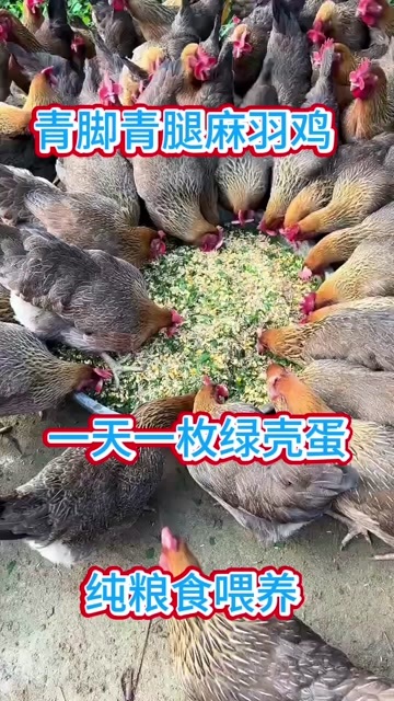 菏泽青脚青腿麻羽鸡，一天一枚绿壳蛋，营养价值高，纯粮食喂养