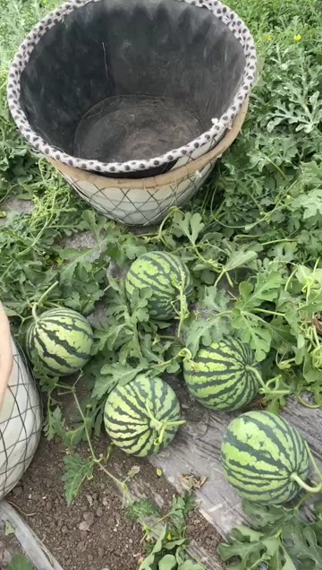 灌云县台农美都无籽西瓜，