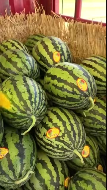 蒲城县陕西甜王