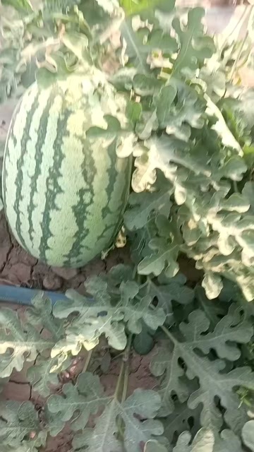 蒲城县陕西金花六号