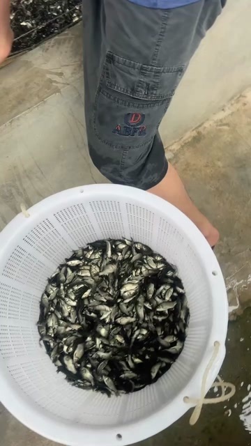 四会市大规格中科5号鲫鱼苗