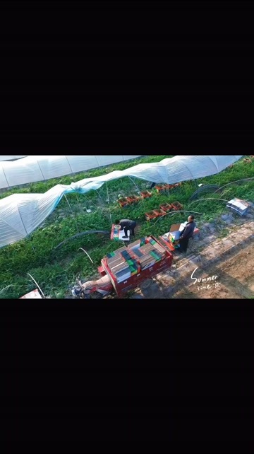 夏邑县麒麟瓜
