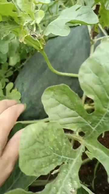 精品黑美人