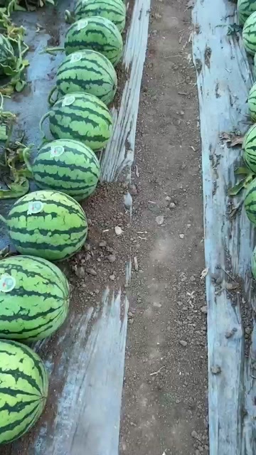 西瓜