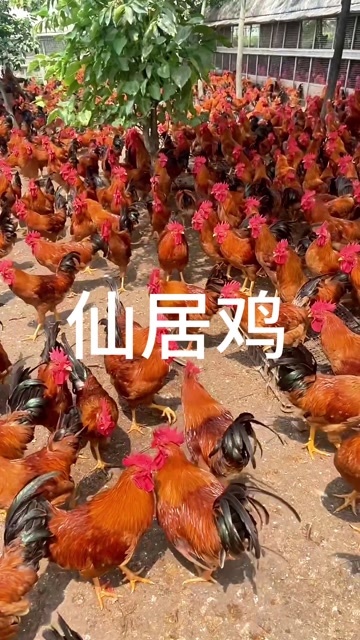 金华金华土鸡，仙居鸡批发，品种优良，口感绝加