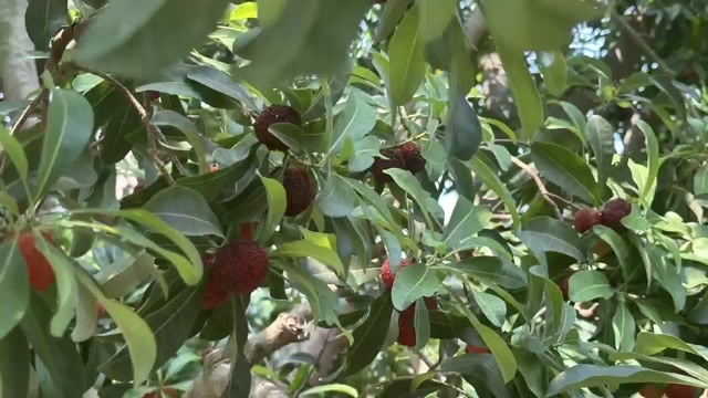 东魁杨梅