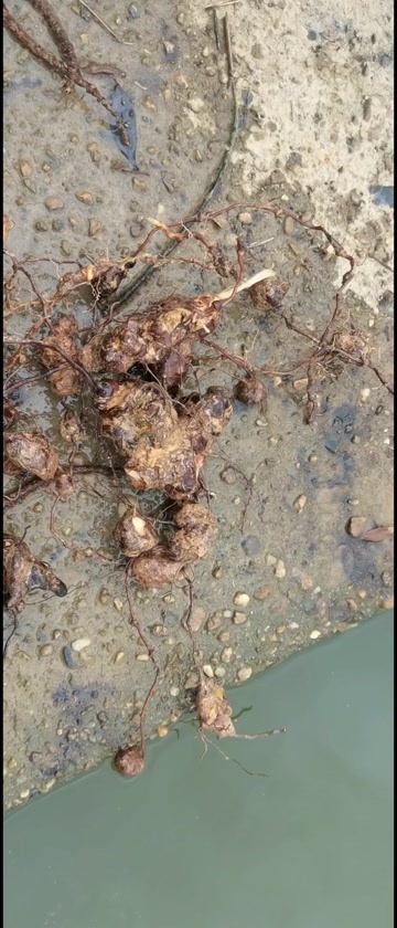 丰城市江西茯苓，鲜货，价格好说