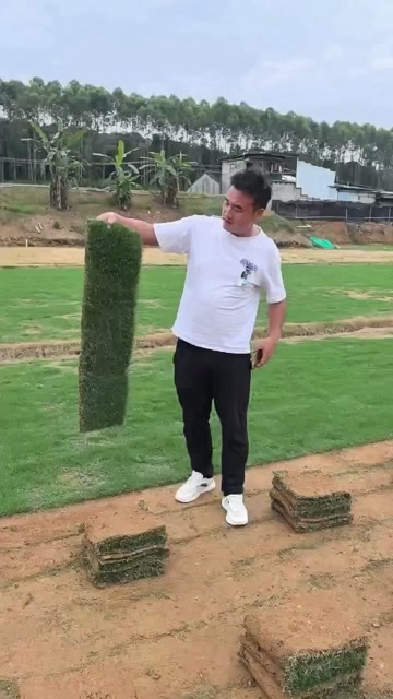 博罗县马尼拉草皮暖季型绿化草坪 广东惠州发货技术指导 快递物流直达