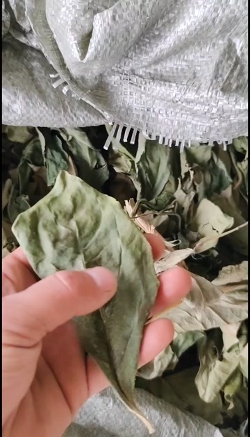 顺平县柿叶，足干，绿色，没有杂质