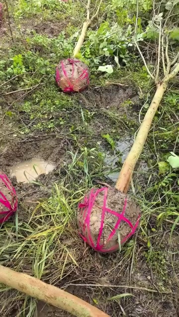 红花紫薇 6-15公分货源 细叶紫薇，小紫薇基地