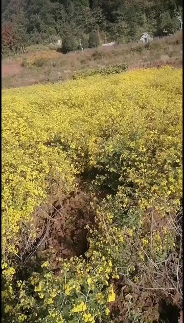 慈利县菊花苗，甘菊苗，九月菊苗，基地菊苗，高含量药菊苗，菊花茶用苗