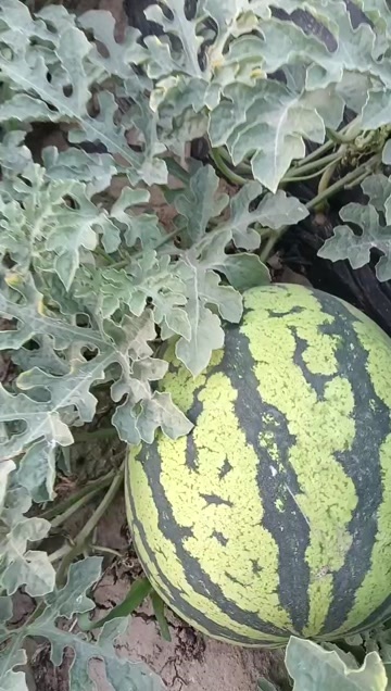 高唐县山东百亩西瓜批量上市，美都，龙卷风，
