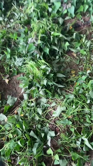 民权县龙薯9号红薯苗