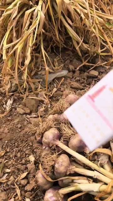 深州市精品干蒜