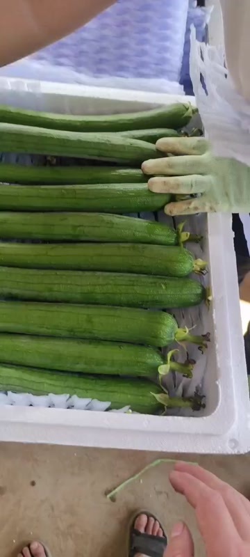 邯郸丝瓜