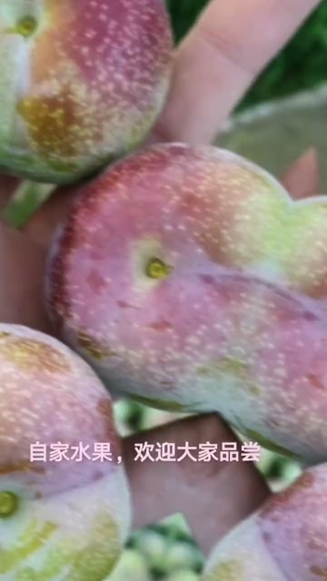屏山县产地一手货源，保质保量价格具备优势，货源充足稳定可长期合作。