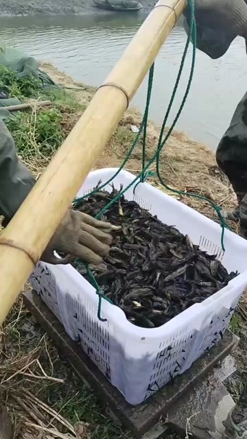 湖州黄颡鱼苗