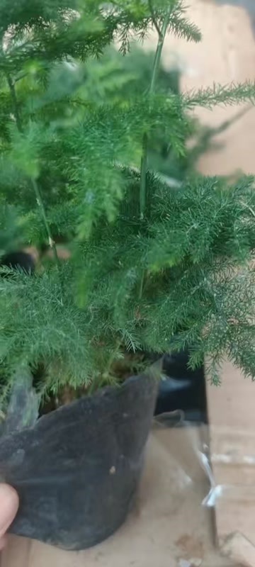 宿迁文竹盆栽植物室内净化空气办公室绿植花卉盆栽盆景四季常青小盆栽