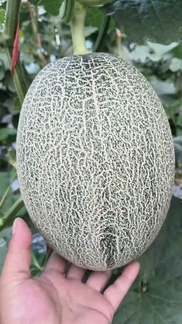 肥东县哈密瓜